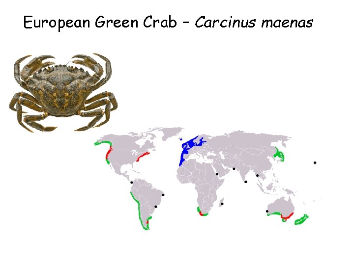 European Green Crab – Carcinus maenas 