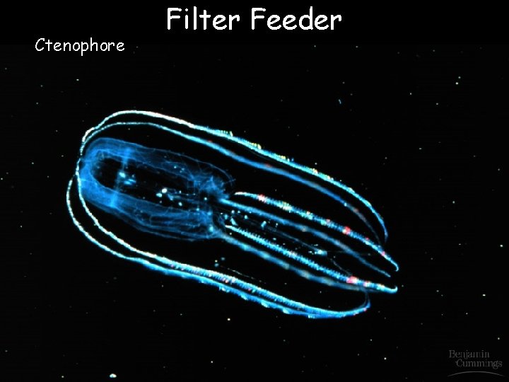 Ctenophore Filter Feeder 