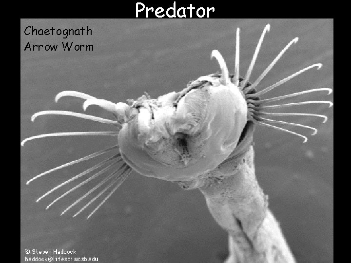 Chaetognath Arrow Worm Predator 