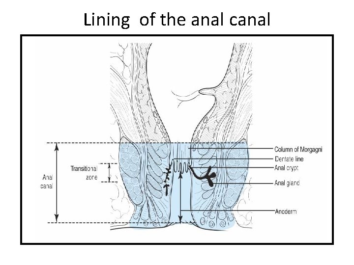 Lining of the anal canal 