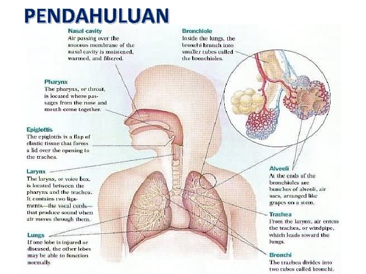 PENDAHULUAN JAMUR PENYEBAB INFEKSI SISTEM RESPIRASI Baedah Madjid Bgn. Mikrobiologi Fak. Kedokteran Unhas 2011