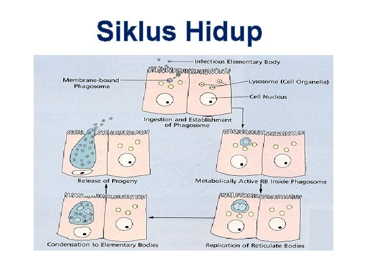 Siklus Hidup 