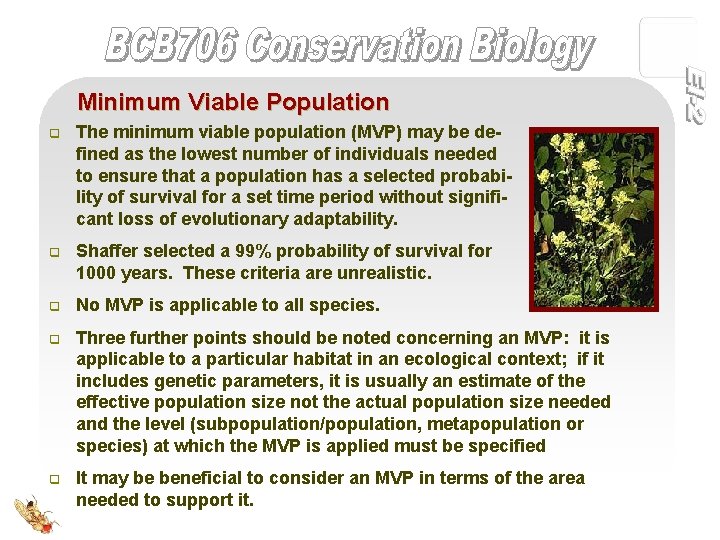 Minimum Viable Population q The minimum viable population (MVP) may be defined as the