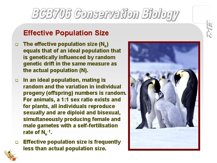 Effective Population Size q The effective population size (Ne) equals that of an ideal