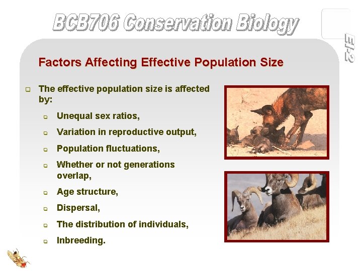 Factors Affecting Effective Population Size q The effective population size is affected by: q