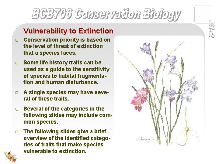 Vulnerability to Extinction q Conservation priority is based on the level of threat of