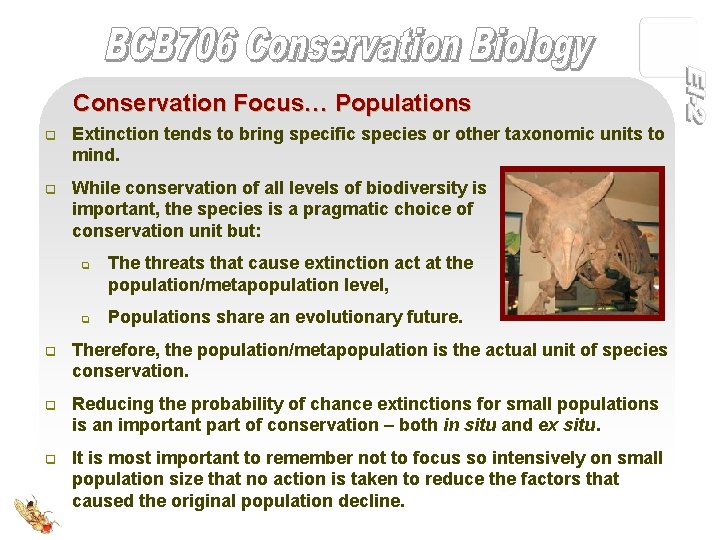 Conservation Focus… Populations q Extinction tends to bring specific species or other taxonomic units