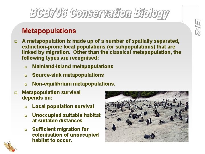 Metapopulations q q A metapopulation is made up of a number of spatially separated,