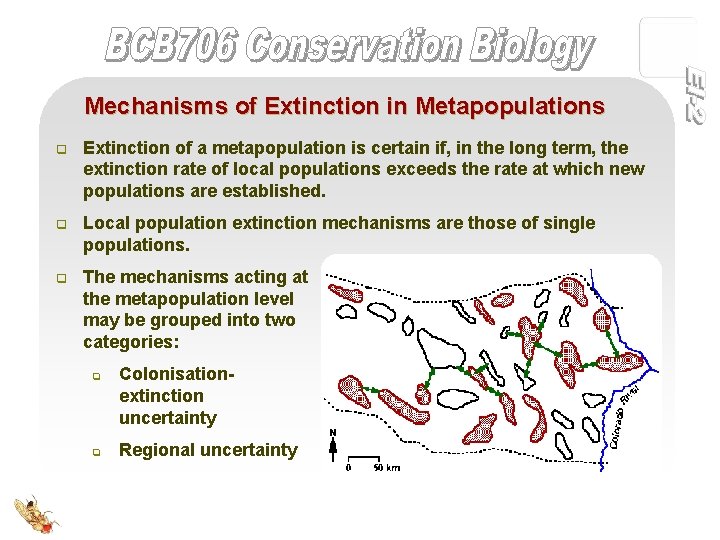 Mechanisms of Extinction in Metapopulations q Extinction of a metapopulation is certain if, in