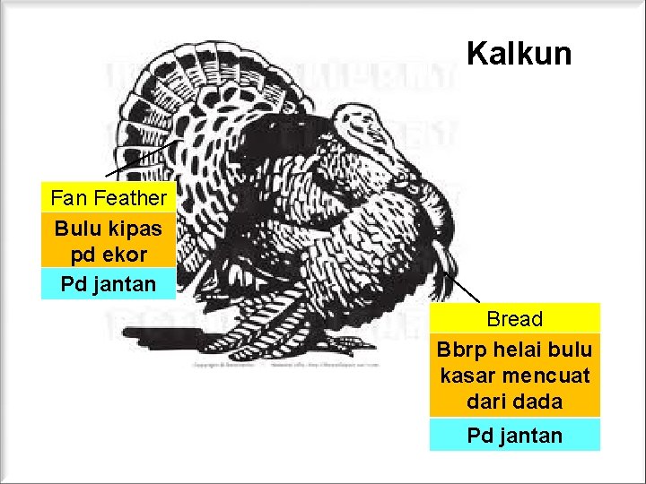 Kalkun Fan Feather Bulu kipas pd ekor Pd jantan Bread Bbrp helai bulu kasar