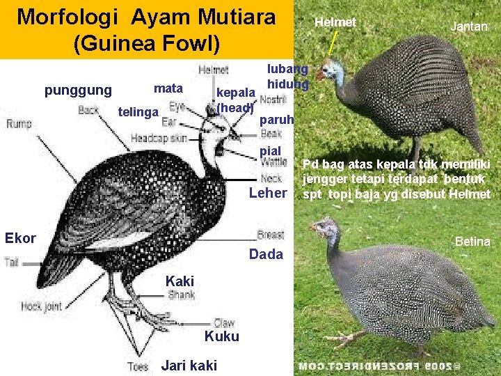 Morfologi Ayam Mutiara (Guinea Fowl) punggung mata telinga kepala (head) paruh Leher Ekor Dada