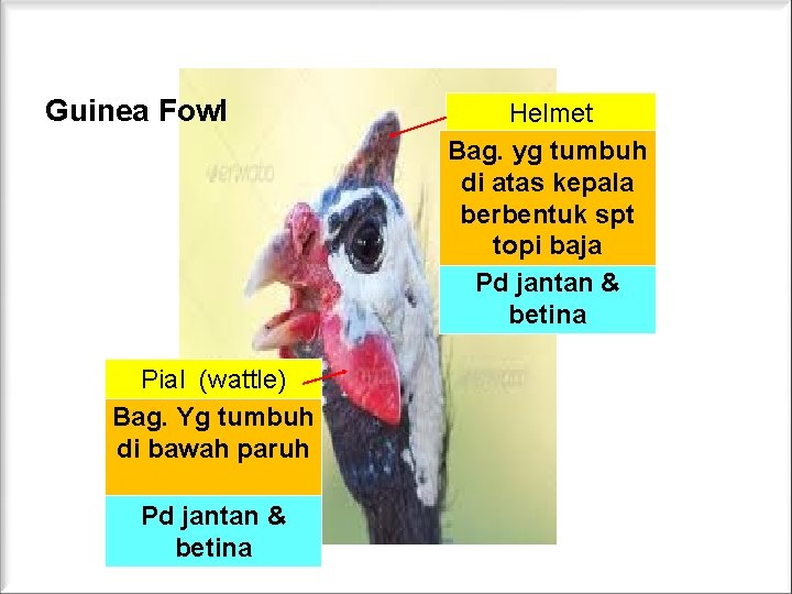 Guinea Fowl Pial (wattle) Bag. Yg tumbuh di bawah paruh Pd jantan & betina