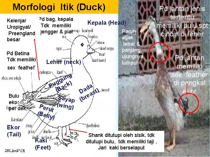 Morfologi Itik (Duck) Pd bag, kepala Kelenjar Tdk memiliki Uropigyal/ Preengland jengger & pial