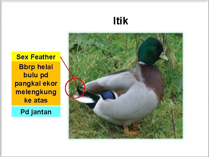 Itik Sex Feather Bbrp helai bulu pd pangkal ekor melengkung ke atas Pd jantan Itik Sex Feather Bbrp helai bulu pd pangkal ekor melengkung ke atas Pd jantan