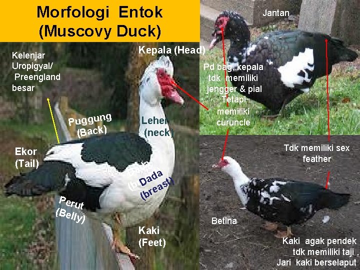 Morfologi Entok (Muscovy Duck) Jantan Kepala (Head) Kelenjar Uropigyal/ Preengland besar g Puggun (Back)