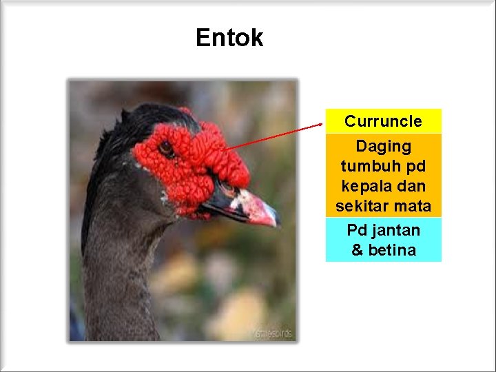 Entok Curruncle Daging tumbuh pd kepala dan sekitar mata Pd jantan & betina 