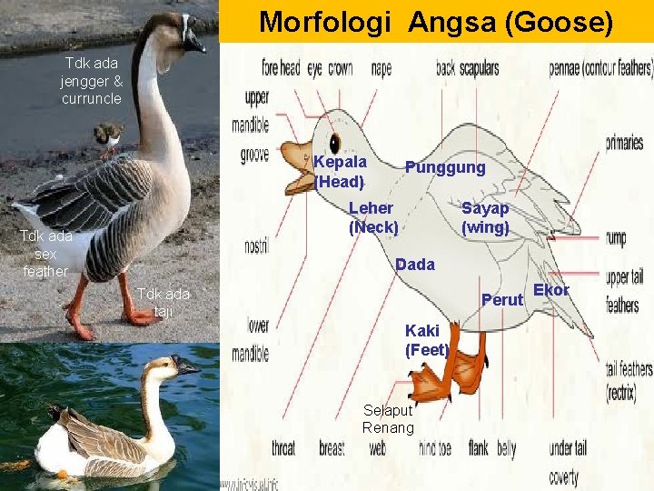 Morfologi Angsa (Goose) Tdk ada jengger & curruncle Kepala (Head) Punggung Leher (Neck) Tdk