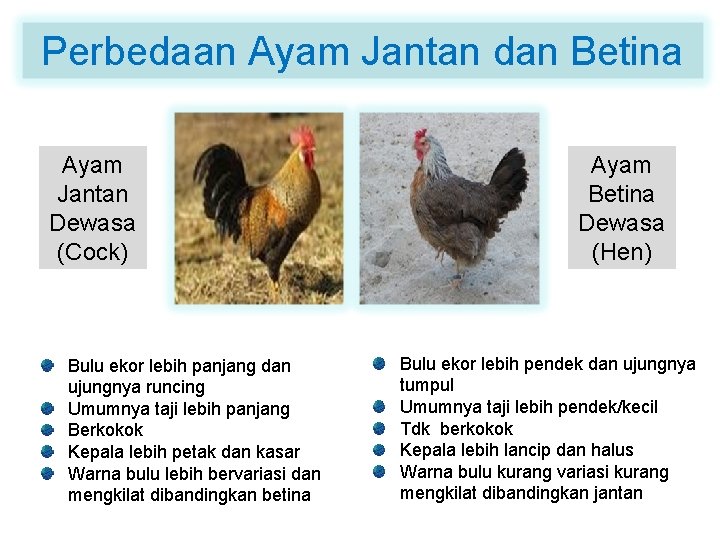 Perbedaan Ayam Jantan dan Betina Ayam Jantan Dewasa (Cock) Bulu ekor lebih panjang dan