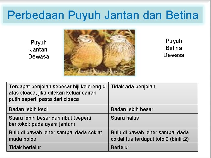 Perbedaan Puyuh Jantan dan Betina Puyuh Betina Dewasa Puyuh Jantan Dewasa Terdapat benjolan sebesar Perbedaan Puyuh Jantan dan Betina Puyuh Betina Dewasa Puyuh Jantan Dewasa Terdapat benjolan sebesar