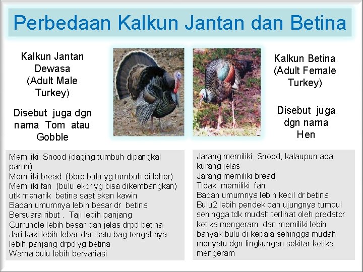 Perbedaan Kalkun Jantan dan Betina Kalkun Jantan Dewasa (Adult Male Turkey) Kalkun Betina (Adult Perbedaan Kalkun Jantan dan Betina Kalkun Jantan Dewasa (Adult Male Turkey) Kalkun Betina (Adult