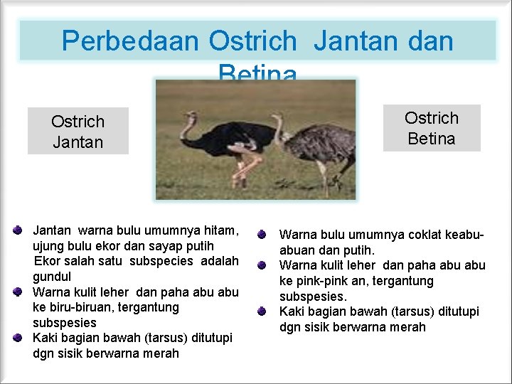 Perbedaan Ostrich Jantan dan Betina Ostrich Jantan warna bulu umumnya hitam, ujung bulu ekor