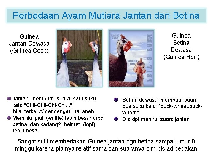 Perbedaan Ayam Mutiara Jantan dan Betina Guinea Jantan Dewasa (Guinea Cock) Jantan membuat suara