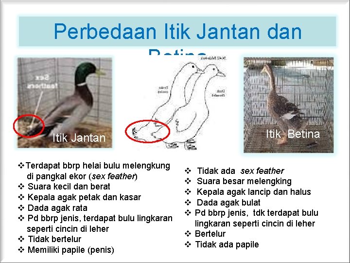 Perbedaan Itik Jantan dan Betina Itik Jantan v. Terdapat bbrp helai bulu melengkung di Perbedaan Itik Jantan dan Betina Itik Jantan v. Terdapat bbrp helai bulu melengkung di