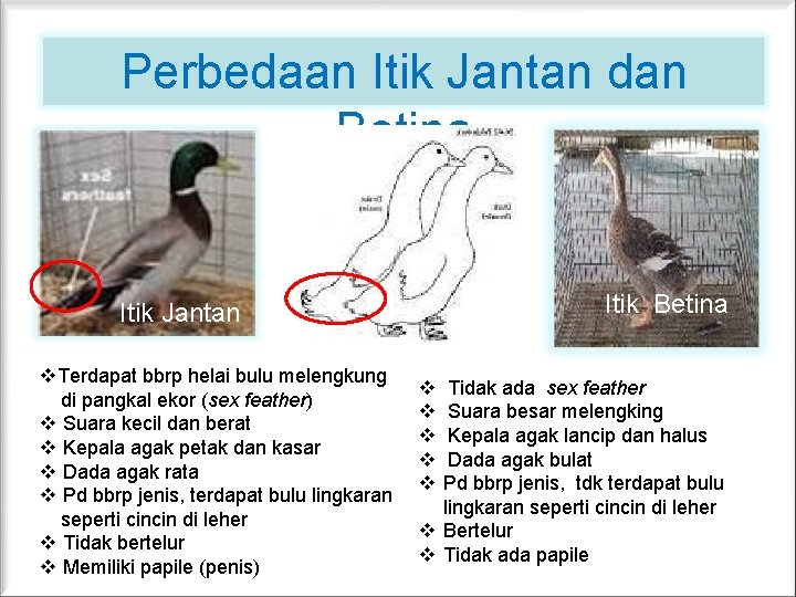 Perbedaan Itik Jantan dan Betina Itik Jantan v. Terdapat bbrp helai bulu melengkung di