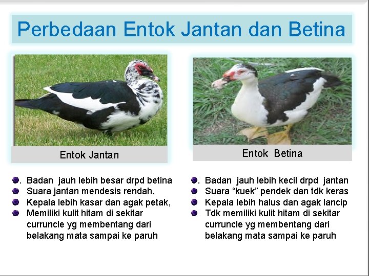 Perbedaan Entok Jantan dan Betina Entok Jantan. Badan jauh lebih besar drpd betina Suara Perbedaan Entok Jantan dan Betina Entok Jantan. Badan jauh lebih besar drpd betina Suara