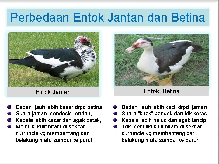 Perbedaan Entok Jantan dan Betina Entok Jantan. Badan jauh lebih besar drpd betina Suara