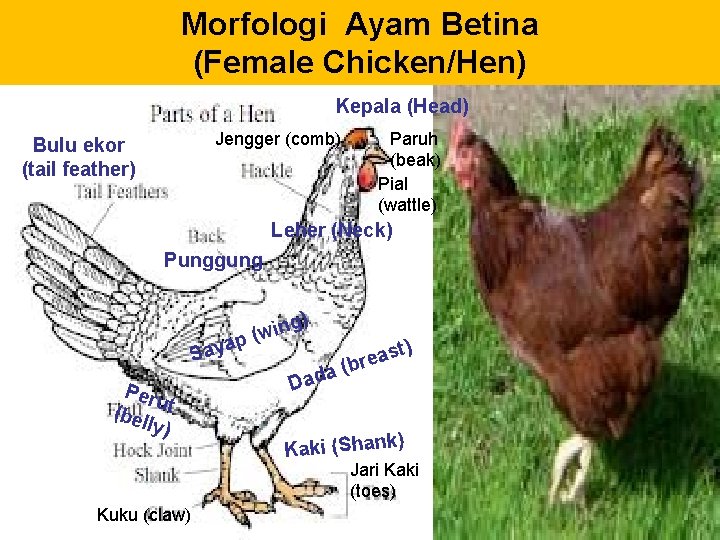 Morfologi Ayam Betina (Female Chicken/Hen) Kepala (Head) Jengger (comb) Bulu ekor (tail feather) Paruh