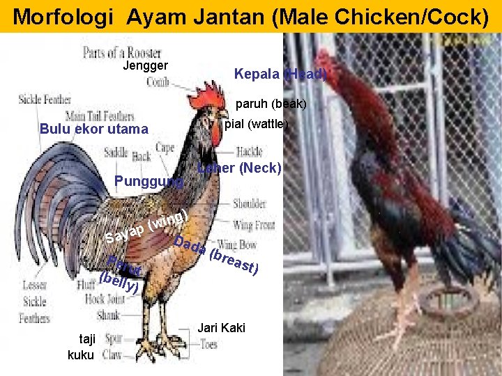 Morfologi Ayam Jantan (Male Chicken/Cock) Jengger Kepala (Head) paruh (beak) Bulu ekor utama Punggung