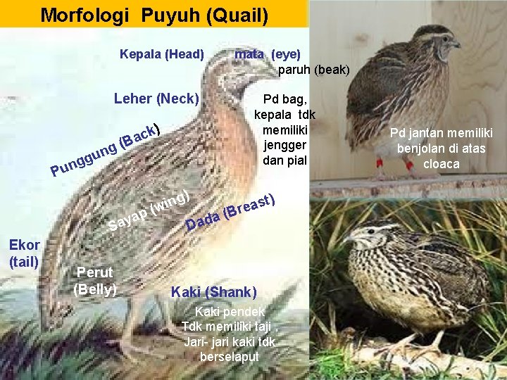 Morfologi Puyuh (Quail) Kepala (Head) mata (eye) paruh (beak) Leher (Neck) g n u