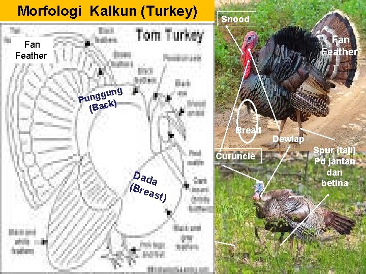 Morfologi Kalkun (Turkey) Snood Fan Feather Ekor (Tail) ung g g n Pu k)