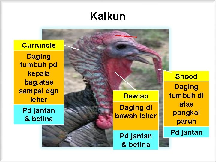 Kalkun Curruncle Daging tumbuh pd kepala bag. atas sampai dgn leher Pd jantan & Kalkun Curruncle Daging tumbuh pd kepala bag. atas sampai dgn leher Pd jantan &