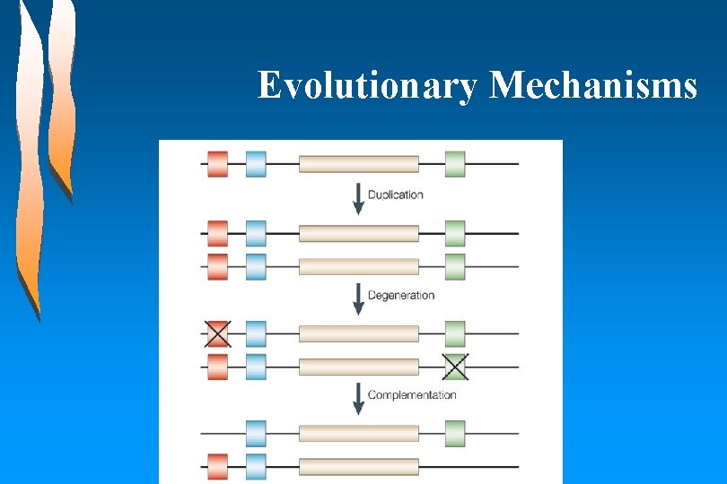 Evolutionary Mechanisms 