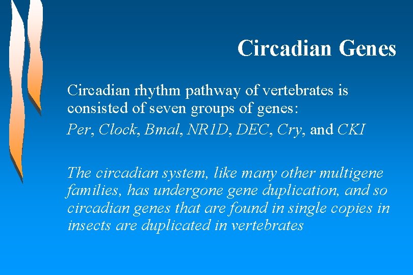 Circadian Genes Circadian rhythm pathway of vertebrates is consisted of seven groups of genes: