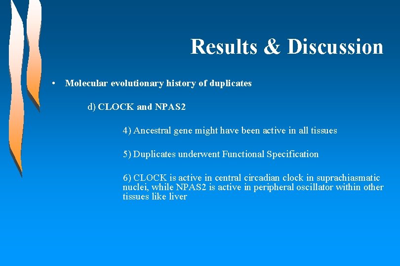 Results & Discussion • Molecular evolutionary history of duplicates d) CLOCK and NPAS 2