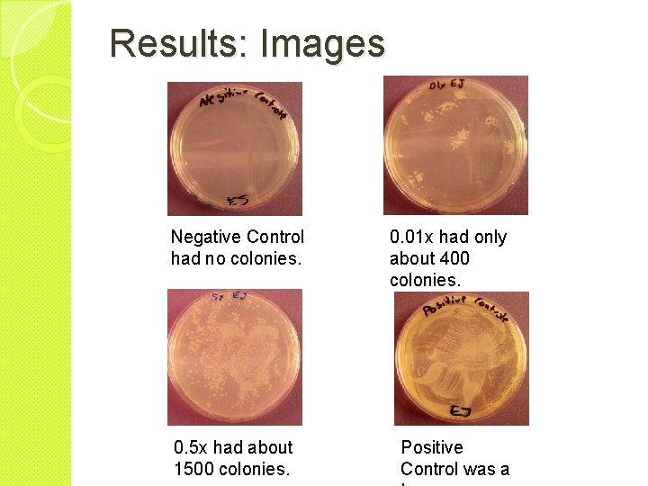 Results: Images Negative Control had no colonies. 0. 5 x had about 1500 colonies.