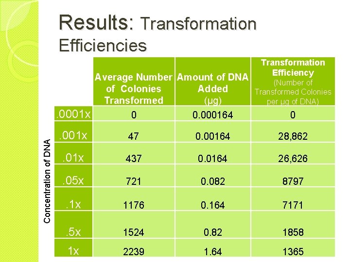 Results: Transformation Efficiencies Concentration of DNA Average Number Amount of DNA of Colonies Added