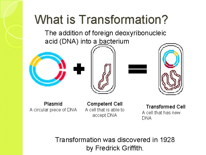 What is Transformation? The addition of foreign deoxyribonucleic acid (DNA) into a bacterium Plasmid