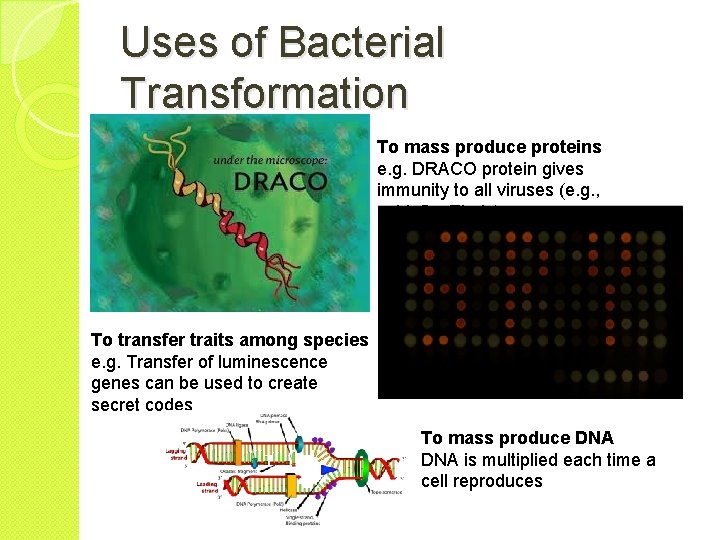 Uses of Bacterial Transformation To mass produce proteins e. g. DRACO protein gives immunity