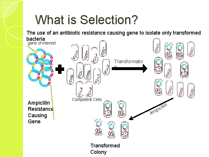 What is Selection? The use of an antibiotic resistance causing gene to isolate only