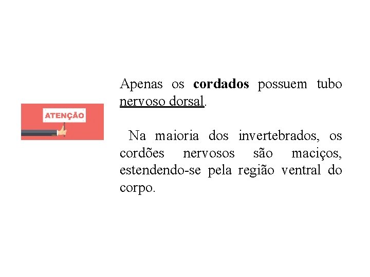 Apenas os cordados possuem tubo nervoso dorsal. Na maioria dos invertebrados, os cordões nervosos