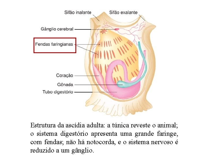 Estrutura da ascídia adulta: a túnica reveste o animal; o sistema digestório apresenta uma