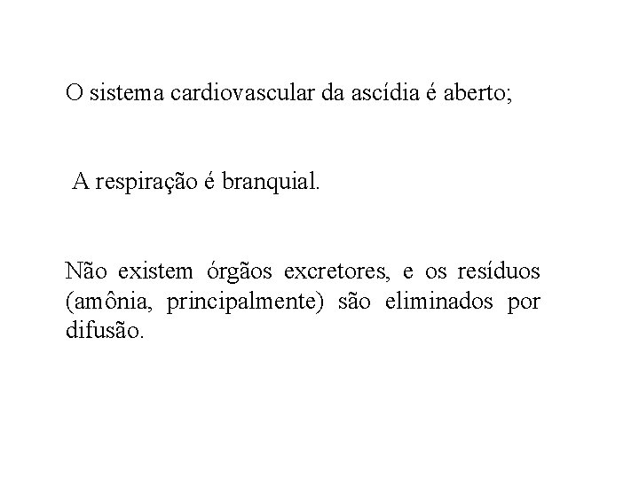 O sistema cardiovascular da ascídia é aberto; A respiração é branquial. Não existem órgãos