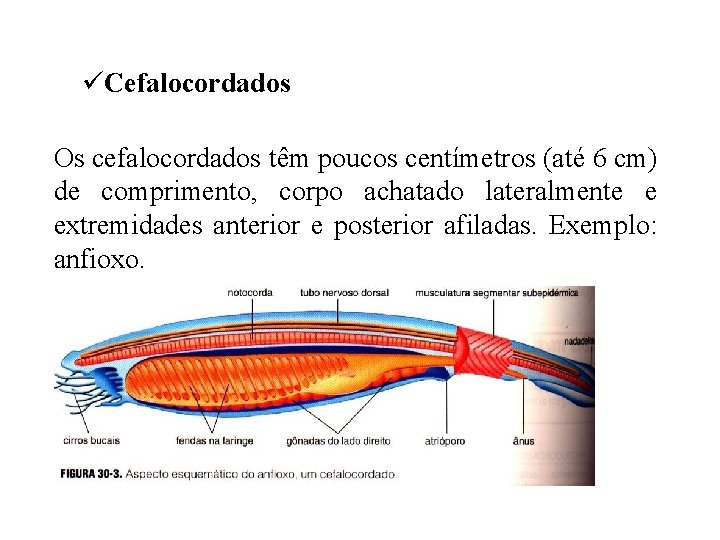 üCefalocordados Os cefalocordados têm poucos centímetros (até 6 cm) de comprimento, corpo achatado lateralmente