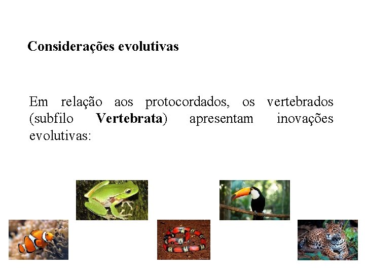 Considerações evolutivas Em relação aos protocordados, os vertebrados (subfilo Vertebrata) apresentam inovações evolutivas: 
