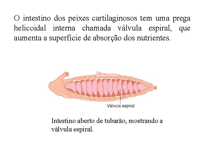 O intestino dos peixes cartilaginosos tem uma prega helicoidal interna chamada válvula espiral, que