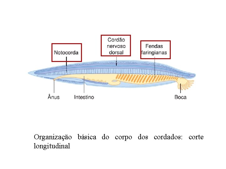 Organização básica do corpo dos cordados: corte longitudinal 